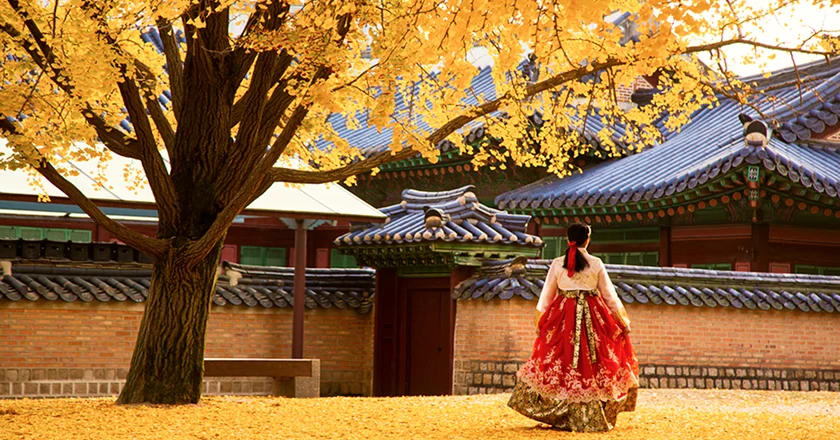 Visitor in hanbok beneath golden ginkgo leaves at Gyeongbokgung Palace in Seoul