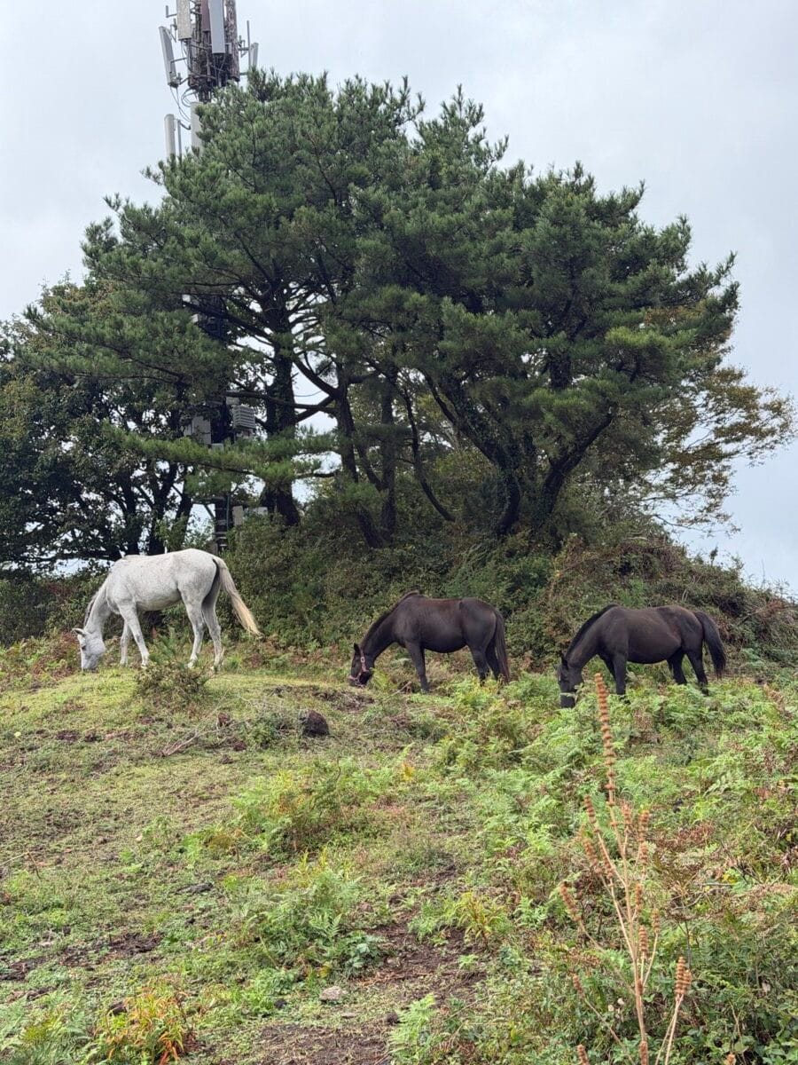 Horses grazing beside the Nokkome Oreum trail in Jeju