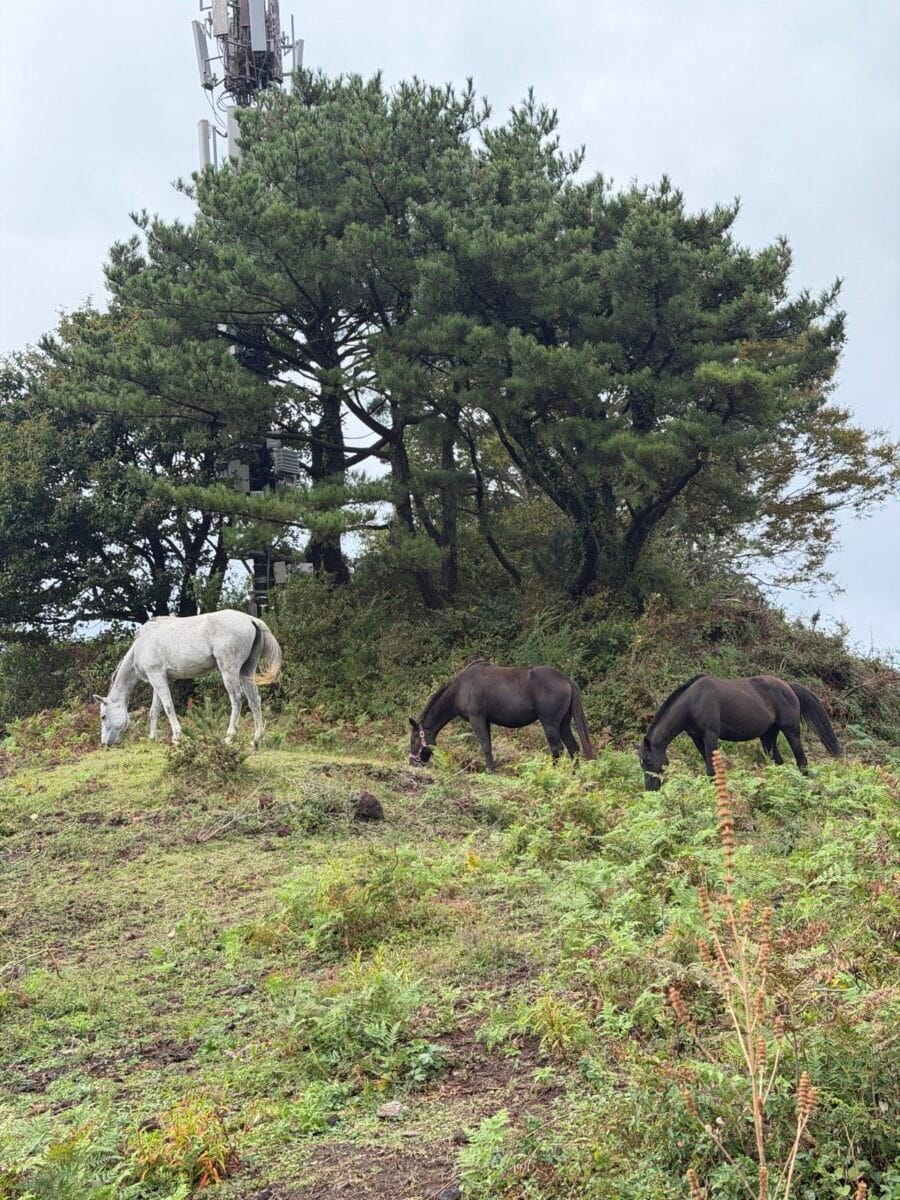 Three horses beside the Nokkome Oreum route in Jeju