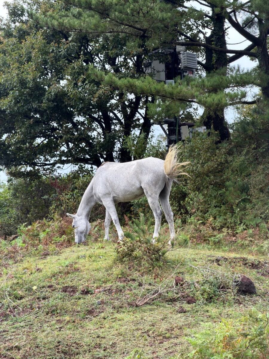 White horse grazing near Nokkome Oreum in Aewol