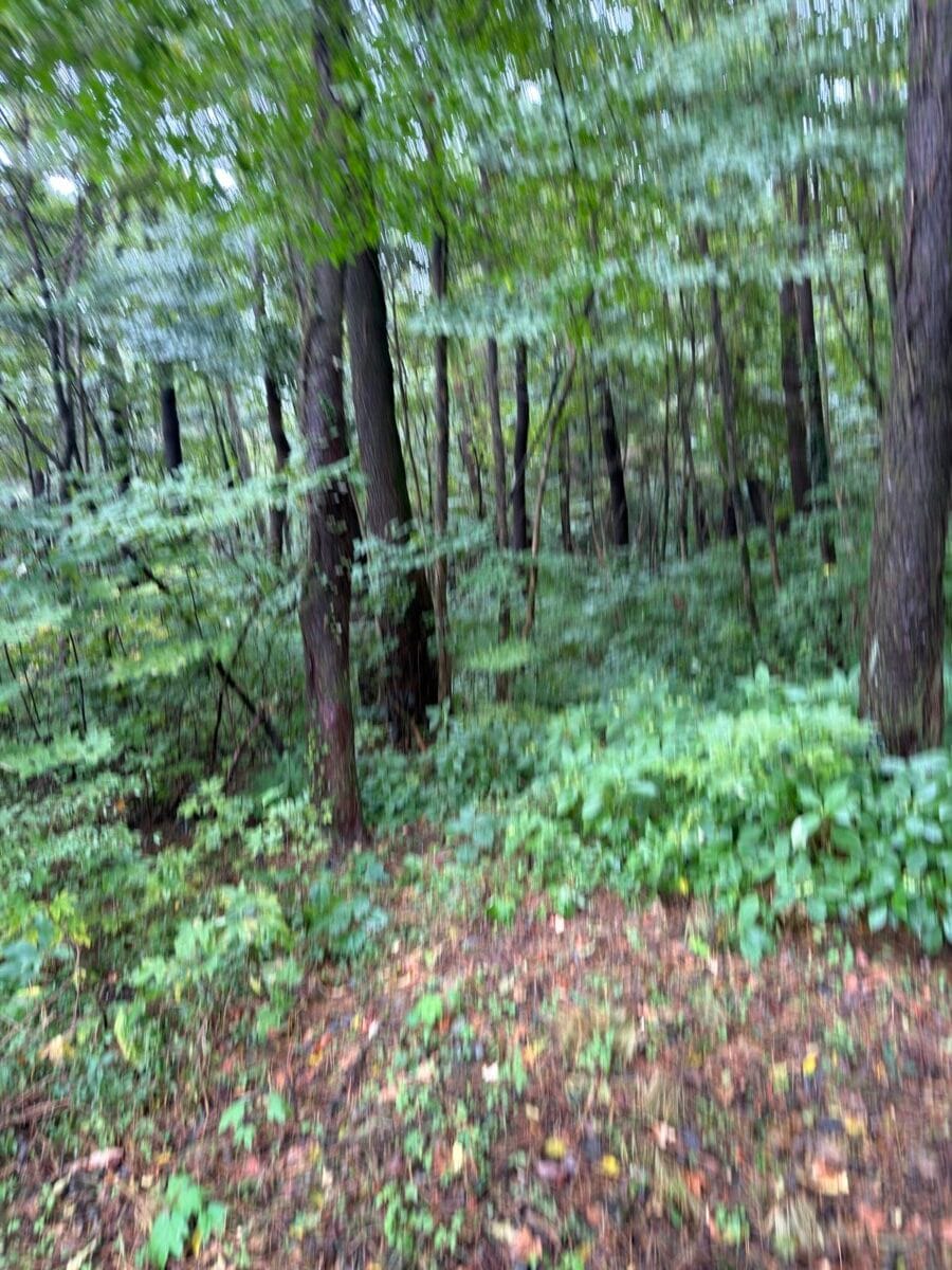 Wet forest steps on the Nokkome Oreum trail