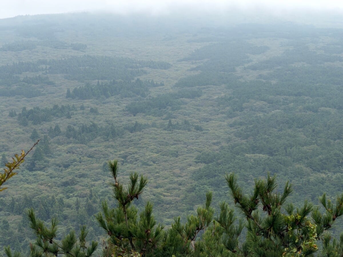 Forest panorama from Nokkome Oreum on a cloudy day