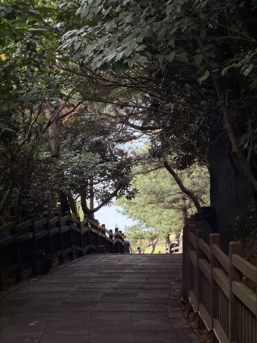 Wooded descent path at Seongsan Ilchulbong